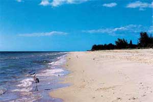 The  Beach