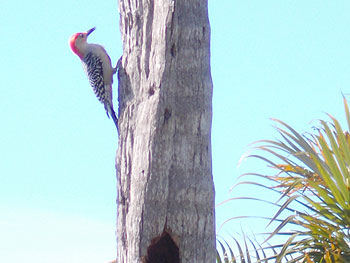 Woodpecker