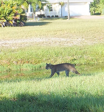 Bobcat