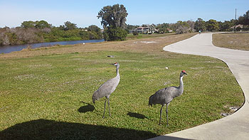 Cranes front of Villa