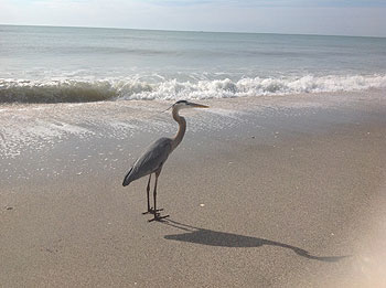 Englewood Beach, everyone goes for a paddle!