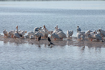 Abundant bird life.