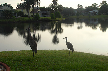 The Visiting Crane Family