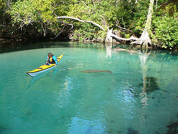 Weeki Wachee River - kayak and manatee