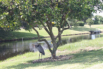 Visitor under orange tree